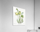 Pitcher Plant Acrylic Print