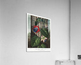 The Winged Passion-Flower Acrylic Print