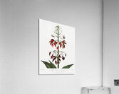 The Chinese Limodoron  Acrylic Print