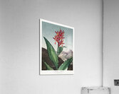 Indian Reed  Acrylic Print