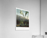 American Bog Plants Impression acrylique