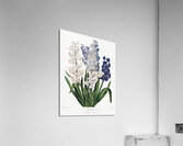 The Winged Passion-Flower Acrylic Print