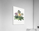 A Group of Auriculas Acrylic Print