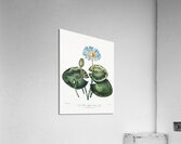 The Blue Egyptian Water-Lily Acrylic Print