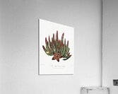 The Maggot–Bearing Stapelia Acrylic Print
