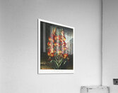 The Superb Lily Acrylic Print