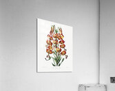 The Superb Lily  Acrylic Print