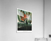 The Queen–Plant  Acrylic Print