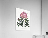The Pontic Rhododendron Acrylic Print