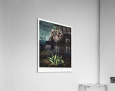 The American Cowslip Acrylic Print