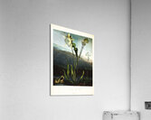 American Bog Plants Acrylic Print