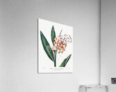 The Nodding Renealmia Acrylic Print