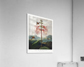 Large–Flowering Sensitive Plant Acrylic Print