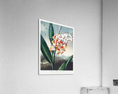 The Nodding Renealmia Acrylic Print