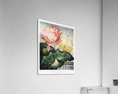 The Sacred Egyptian Bean Acrylic Print