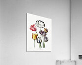 Tulips Acrylic Print