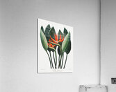 The Queen Plant Acrylic Print