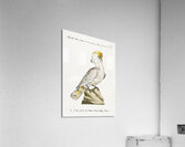 Pappagallo detto cacatua con cresta gialla Cockatoo Acrylic Print
