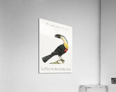 Tucana Piperivora Mangiapepe Toucan Impression acrylique