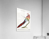 Pappagallo detto arara rossa del Brasile Macaw Acrylic Print