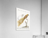 Manucodiata sive paradisaea Bird of Paradise Acrylic Print