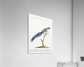 Cucule celeste della China Cuckoo Impression acrylique