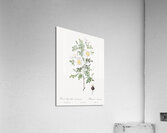 White burnet roses Acrylic Print