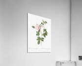 Dog rose in bloom Acrylic Print