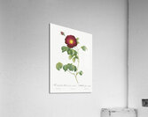 Simple-Flowered French Rose Acrylic Print