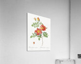 Vintage Austrian Briar rose Acrylic Print