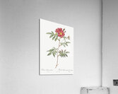 Vintage red rose Acrylic Print