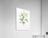 Vintage red rose Acrylic Print