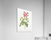 Four seasons rose in bloom Acrylic Print