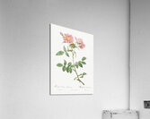 Lady monson rose in bloom Acrylic Print