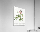 Pink boursault rose Acrylic Print