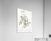 Pink boursault rose Acrylic Print