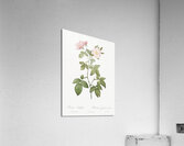 Redleaf rose in bloom Acrylic Print