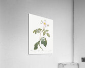 Big leaved climbing rose Acrylic Print
