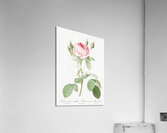 Vintage rosebush Acrylic Print