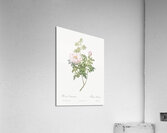 Ventenat rose in bloom Acrylic Print