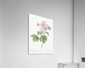 Pink agatha rose Acrylic Print