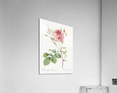 Pink agatha rose Acrylic Print