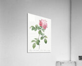 Seven sisters rose in bloom Acrylic Print