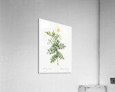 Macartney Rose Acrylic Print