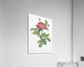 Red gallic rose Acrylic Print