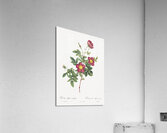 Blooming alpine rose Acrylic Print