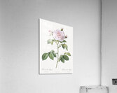 Vintage rosa alba Acrylic Print
