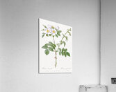 White flowered rose Acrylic Print