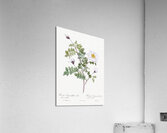 White flowered rose Acrylic Print