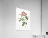 Blooming red postrland rose Acrylic Print